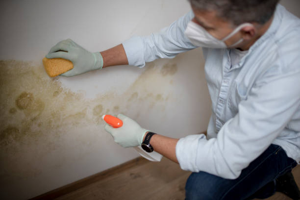 Best Commercial Mold Remediation in USA